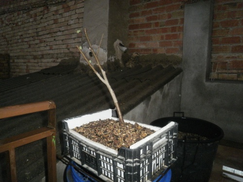 Bonsai Olmo planton sacado en noviembre del 2012 - SARRUT
