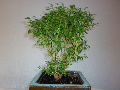 Bonsai Boj = Buxus Sempervirens = 2014 - tito satorre rodriguez