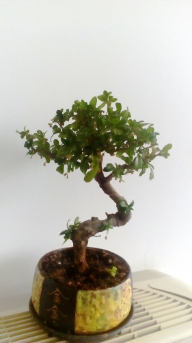 Bonsai Ehretia buxifolia - luisquiraz