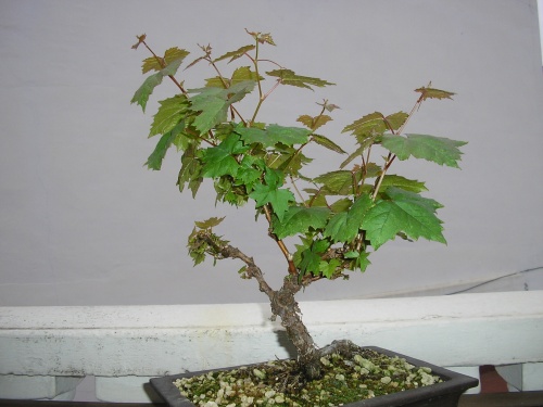 Bonsai vitis vinifera - nuno
