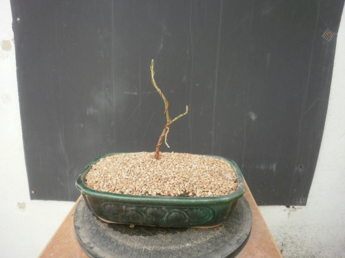 Bonsai Almendro semilla del 2015 - SARRUT