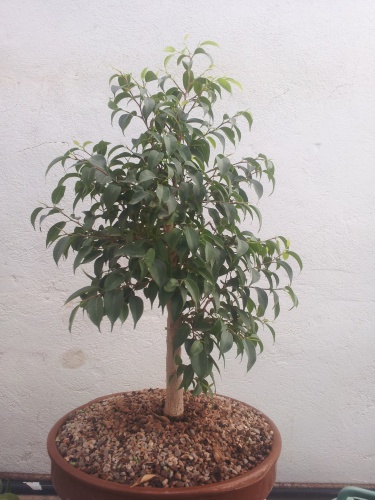 Bonsai Ficus Benjamina trasplante 2016 - SARRUT