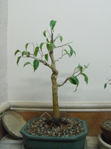 Ficus Benjamina trasplante 2016