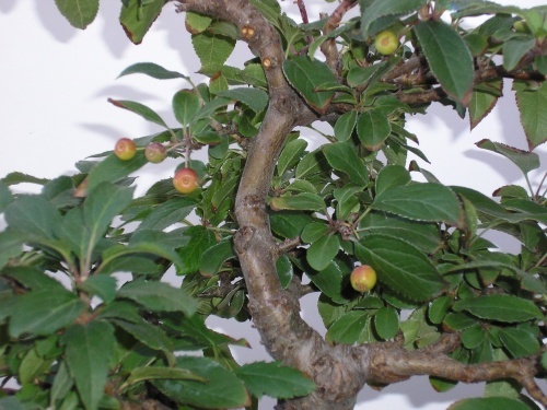 Bonsai Manzano - nuno