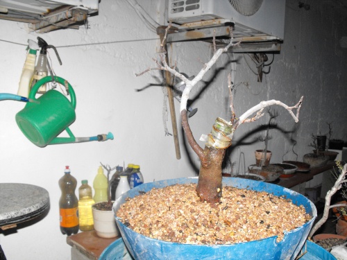 Bonsai Ficus Carica esqueje del 2013 - SARRUT