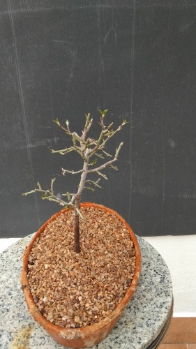 Bonsai Almendro semilla del 2017 - SARRUT