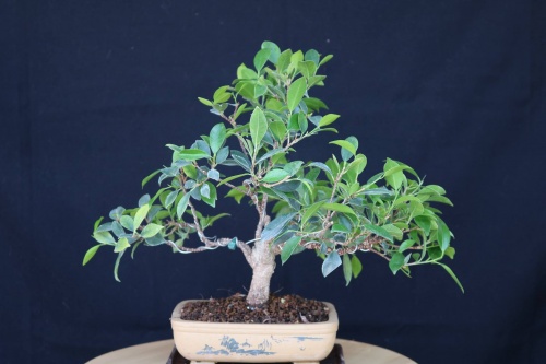 Bonsai Ficus retusa - jrcampoamor