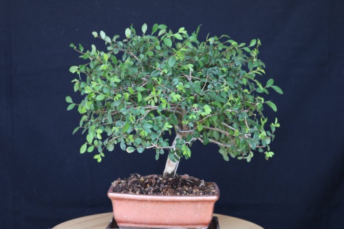Bonsai Ulmus parvifolia - jrcampoamor