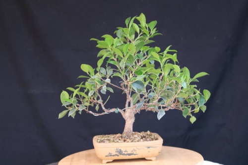 Bonsai Ficus retusa - jrcampoamor