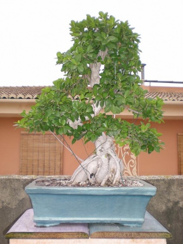 Bonsai Ficus-1 - Elias
