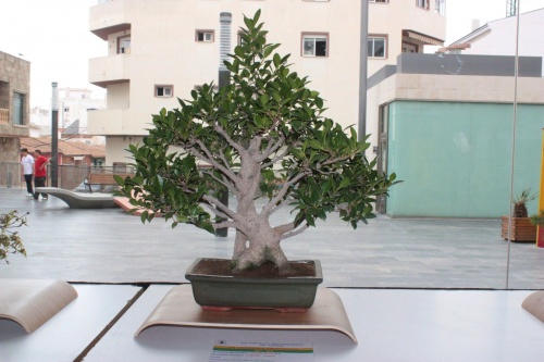 Bonsai Bonsai Ficus Retusa - Novelda Club Bonsai - torrevejense