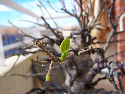 Bonsai Ficus Retusa - Primeros brotes - Miguel