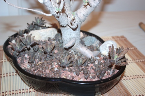Bonsai Euphorbia Balsamifera - CBALICANTE