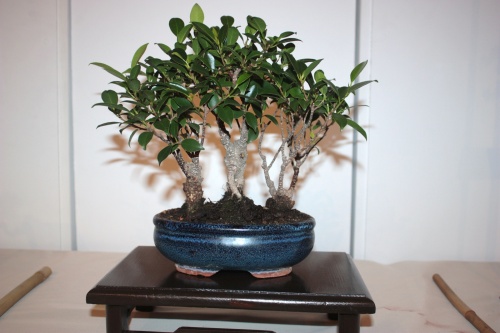 Bonsai Bosque de Ficus de Juan Campo - CBALICANTE