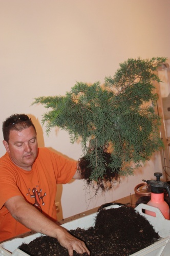 Bonsai Trasplante del junipero - bonsaime