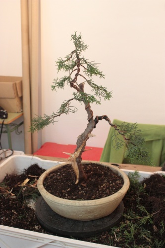 Bonsai RESULTADO FINAL DE LA MODELACIÓN DE BONSÁI POR JUAN ORTEGA - bonsaime