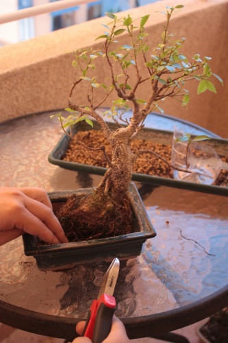 Bonsai Sujetar bonsai con alambre - Miguel