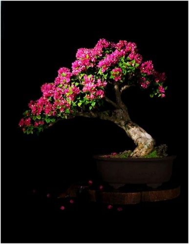 Bonsai Bougainvillea spectabilis (Pink Dixie) - artebonsaivenezuela