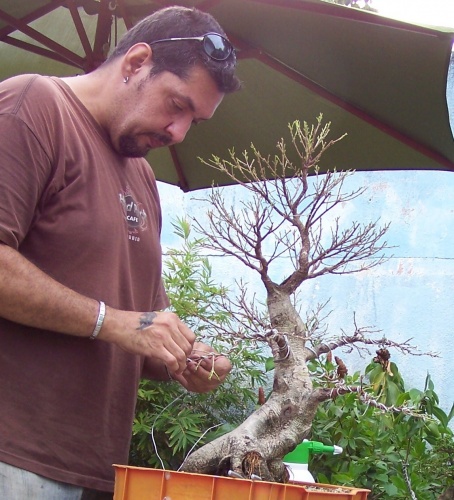 Bonsai Ficus microcarpa - artebonsaivenezuela