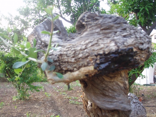 Bonsai Cómo recuperar un árbol que hace un año que lo emos conseguido y no nos brota - Bonsai-inversion