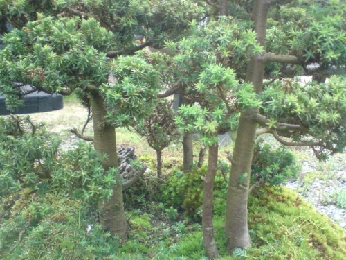 Bonsai Bosque de cerca - giova