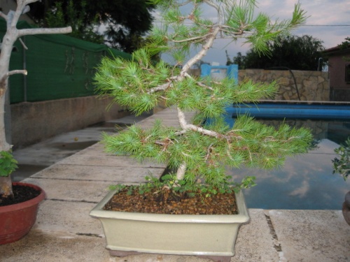 Bonsai pinus pinea - daniel romero zayas