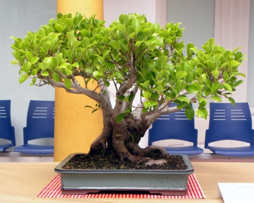 Bonsai Ficus retusa - peterpunk