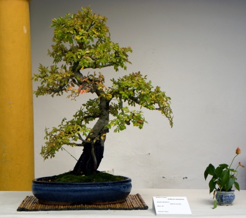 Bonsai Olmo parvifolia - peterpunk
