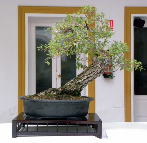 Bonsai Quercus faginea (Quejigo) - peterpunk