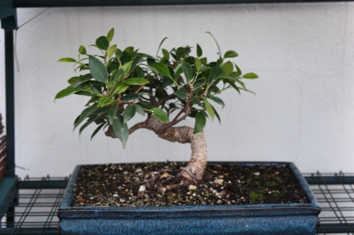 Bonsai Ficus - Josechu