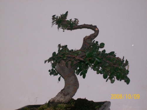 Bonsai 3711 - ro-bonsai.ro