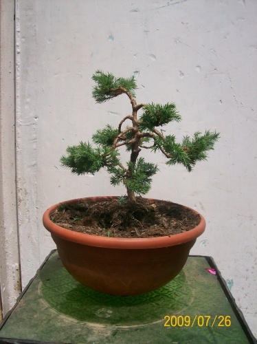 Bonsai 3739 - ro-bonsai.ro