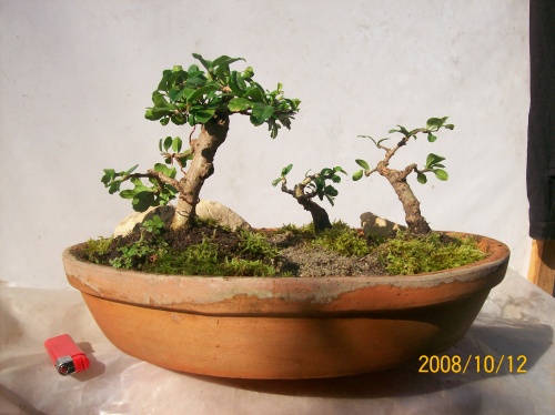 Bonsai 3751 - ro-bonsai.ro
