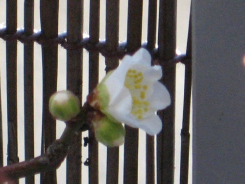 Bonsai 3783 - Tora