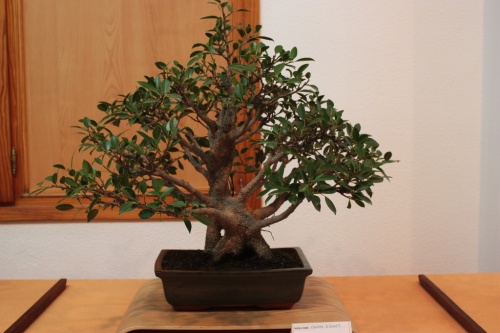 Bonsai Figuera D'Indies - Ficus Microcarpa - Assoc. Bonsai Muro