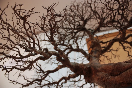 Bonsai Esta foto desde abajo muestran lo bien que se han modelado las ramas - Assoc. Bonsai Muro