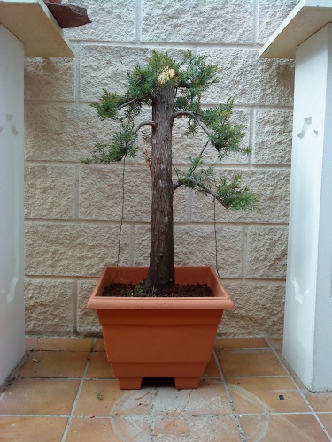 Bonsai juniperus oxycedrus - aviguer