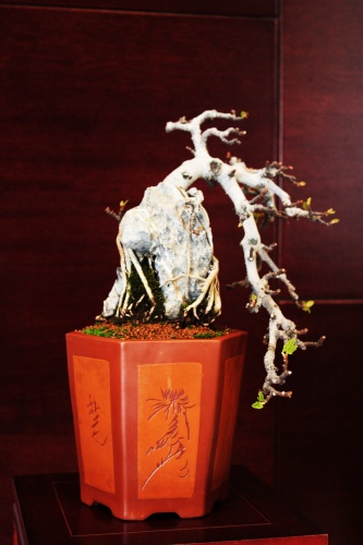 Bonsai Higuera bonsai - Ficus Carica - Jose Gomez - torrevejense