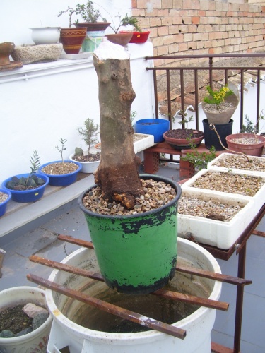 Bonsai olivo nº 4 abril 2010 - SARRUT