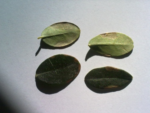 Bonsai hojas  que se caen - apastorga