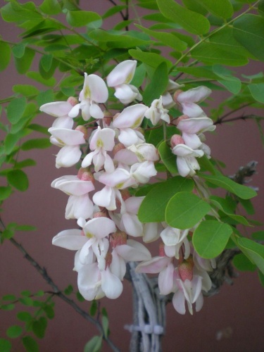 Bonsai Robinia pseudo-acacia-2 ... flores - Elias