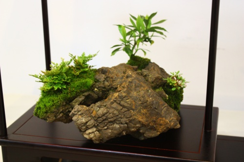 Bonsai Varias plantas sobre Roca - CBALICANTE