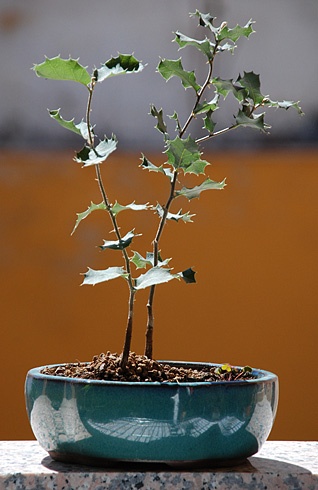 Bonsai Encina (Quercus Ilex) 2009 Primavera - guscreations