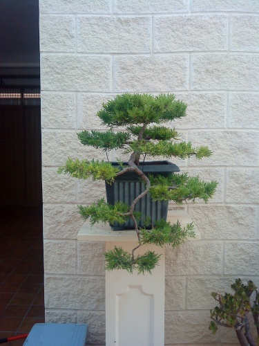 Bonsai juniperus chinensis - aviguer