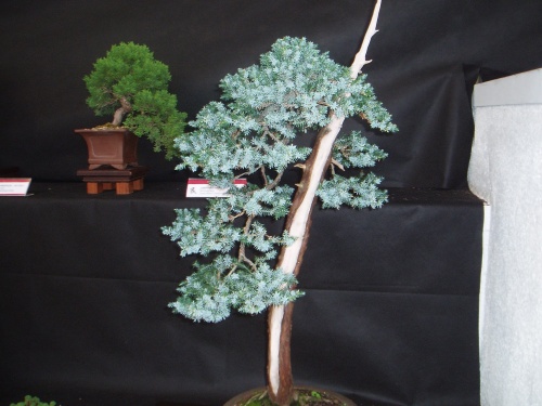 Bonsai Juniperus rígida - Òscar