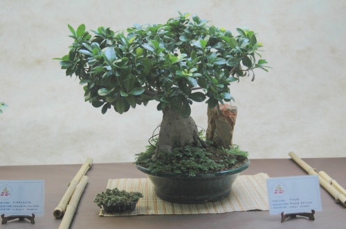 Bonsai Ficus - Sueca