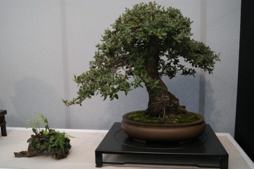 Bonsai Encina, Quercus Ilex - Alcobendas