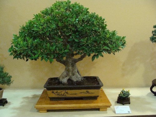Bonsai Ficus - Vila-real