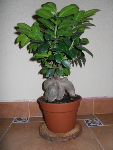 Bonsai Ficus Macrocarpa - Quique Ruiz