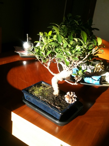 Bonsai Ficus retusa (unos 10 años).   (1) - vfmass